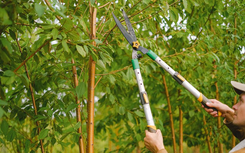 Tree trimming in Wapato, WA